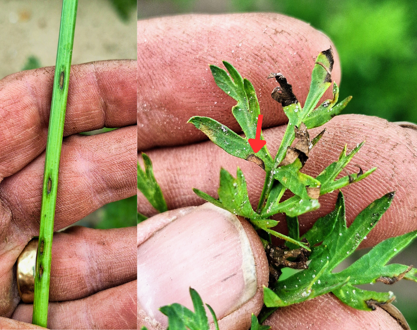 Carrot foliar disease.png